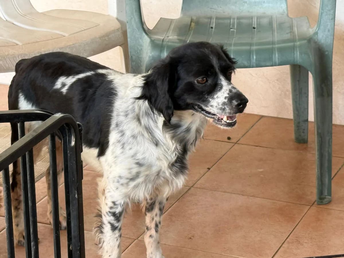 Cesare, male 4yo Mixed Breed for adoption at SardinienHunde e.V.
