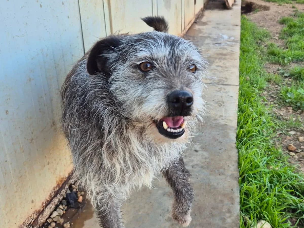 Cesare Matteo, male 6yo Mixed Breed for adoption at SardinienHunde e.V.