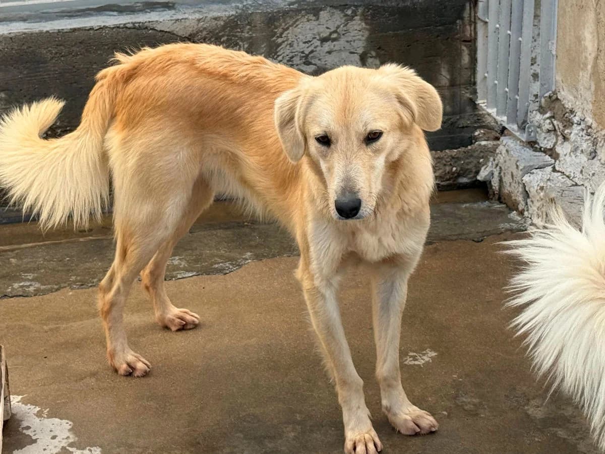 Chack, male young Mixed Breed for adoption at SardinienHunde e.V.