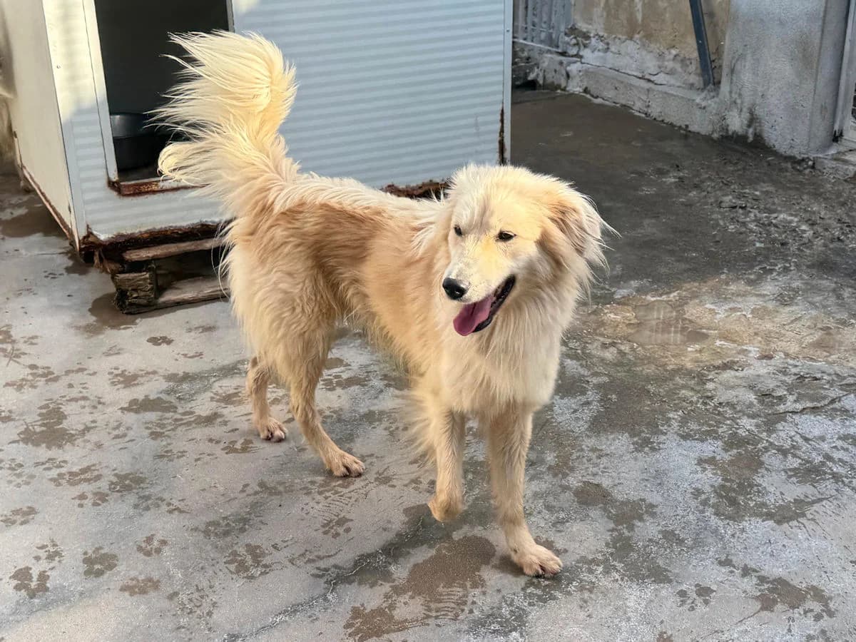 Chan, male young Mixed Breed for adoption at SardinienHunde e.V.
