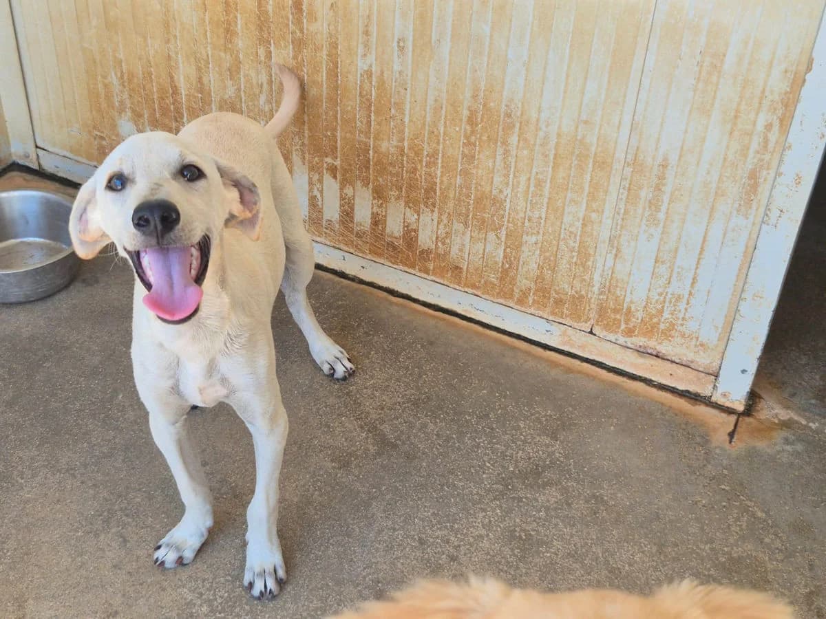 Cody, male puppy Mixed Breed for adoption at SardinienHunde e.V.