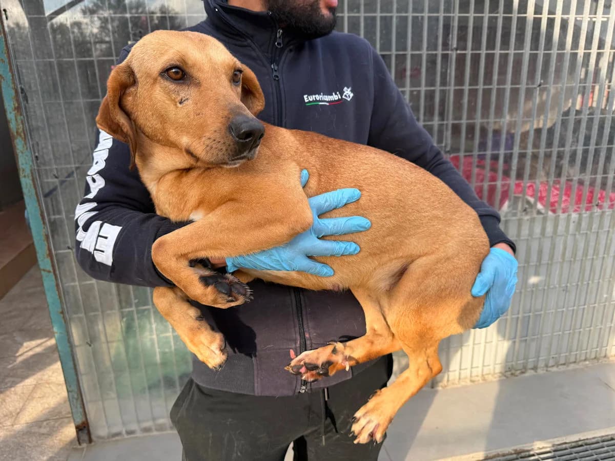 Cosima, female young Mixed Breed for adoption at SardinienHunde e.V.