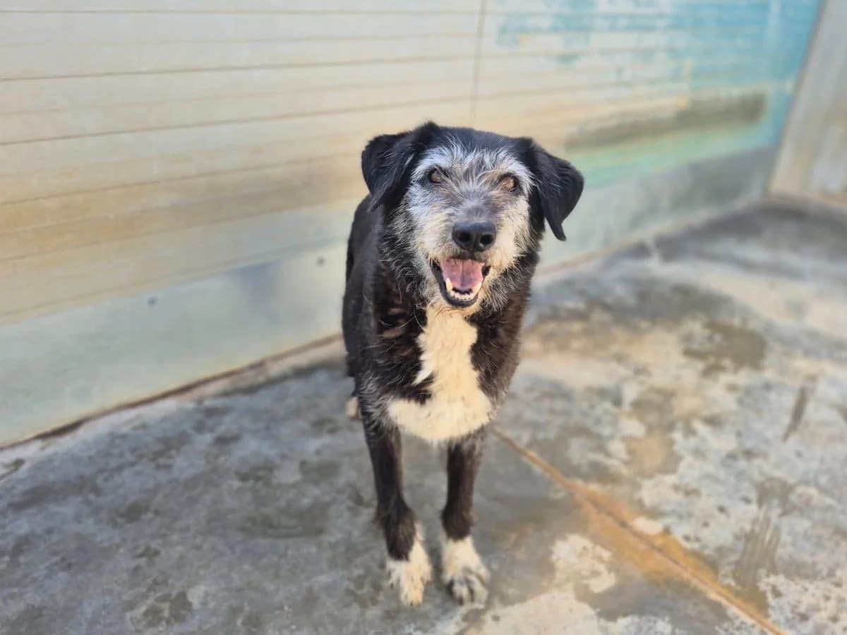 Creamy, female senior Mixed Breed for adoption at SardinienHunde e.V.