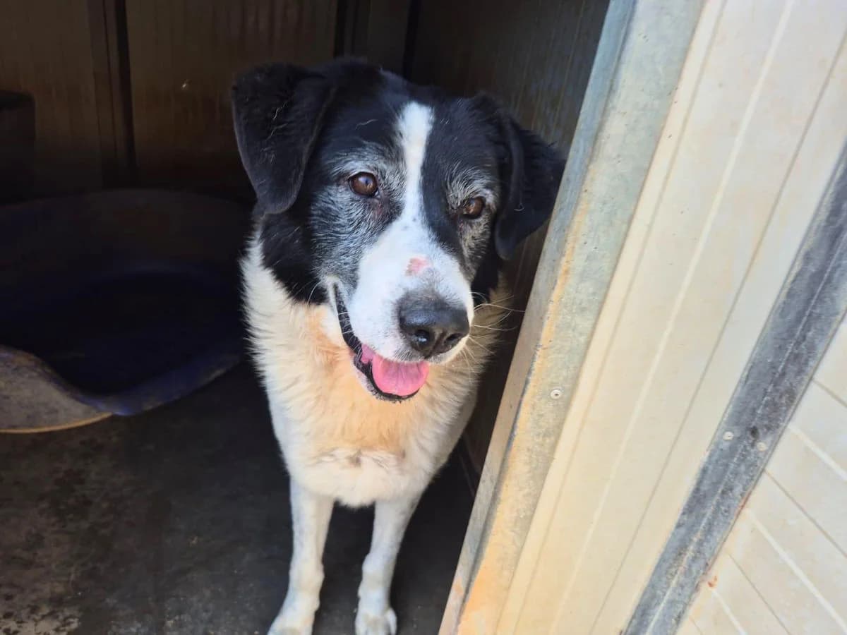 Cristiano, male senior Mixed Breed for adoption at SardinienHunde e.V.