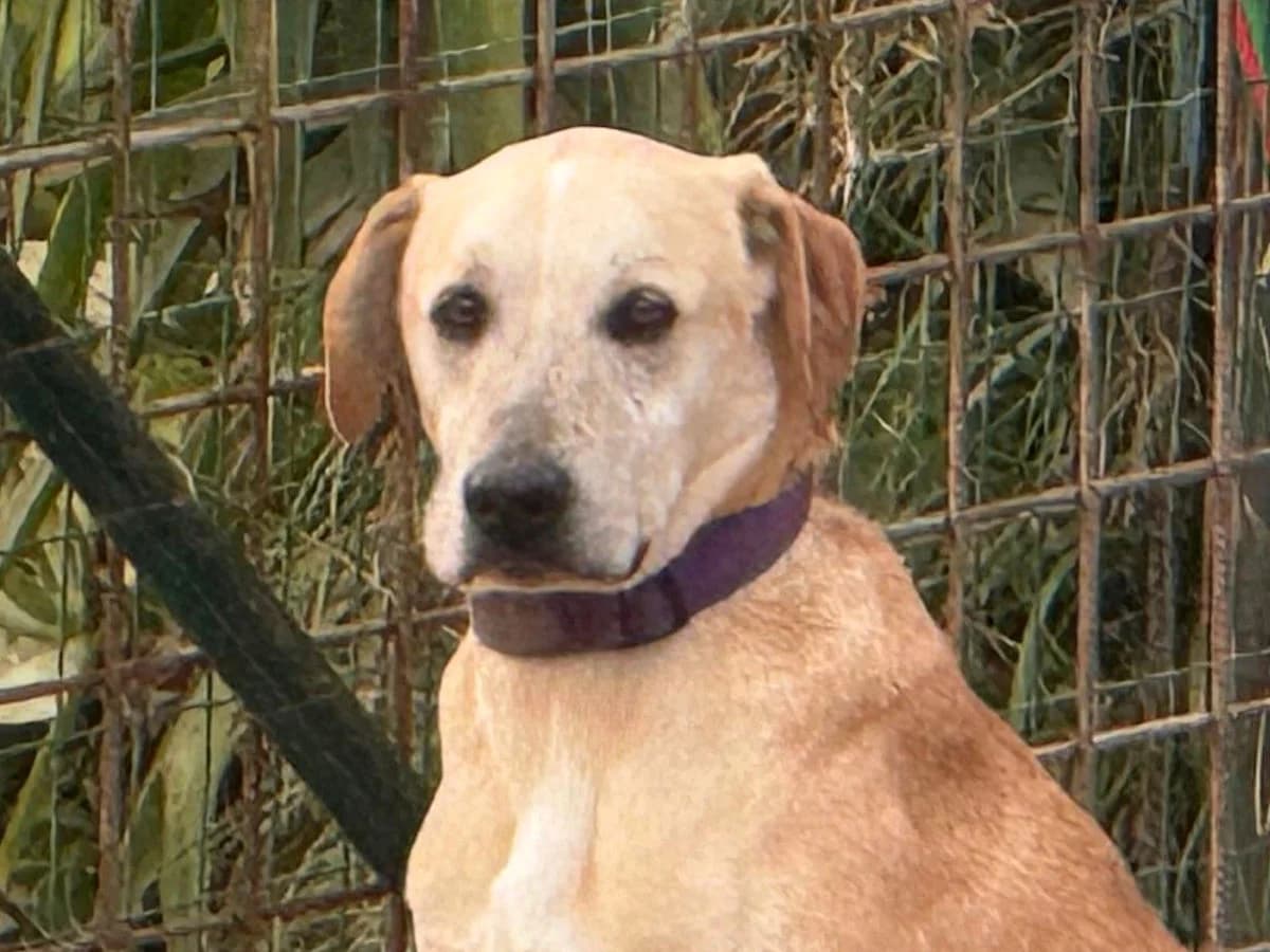 Domenico, male 4yo Mixed Breed for adoption at SardinienHunde e.V.