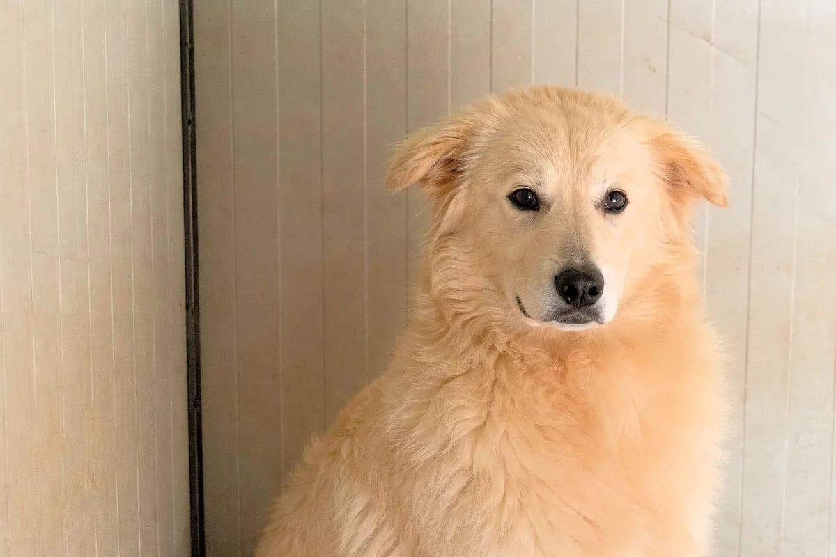 Domino, male young Mixed Breed for adoption at SardinienHunde e.V.