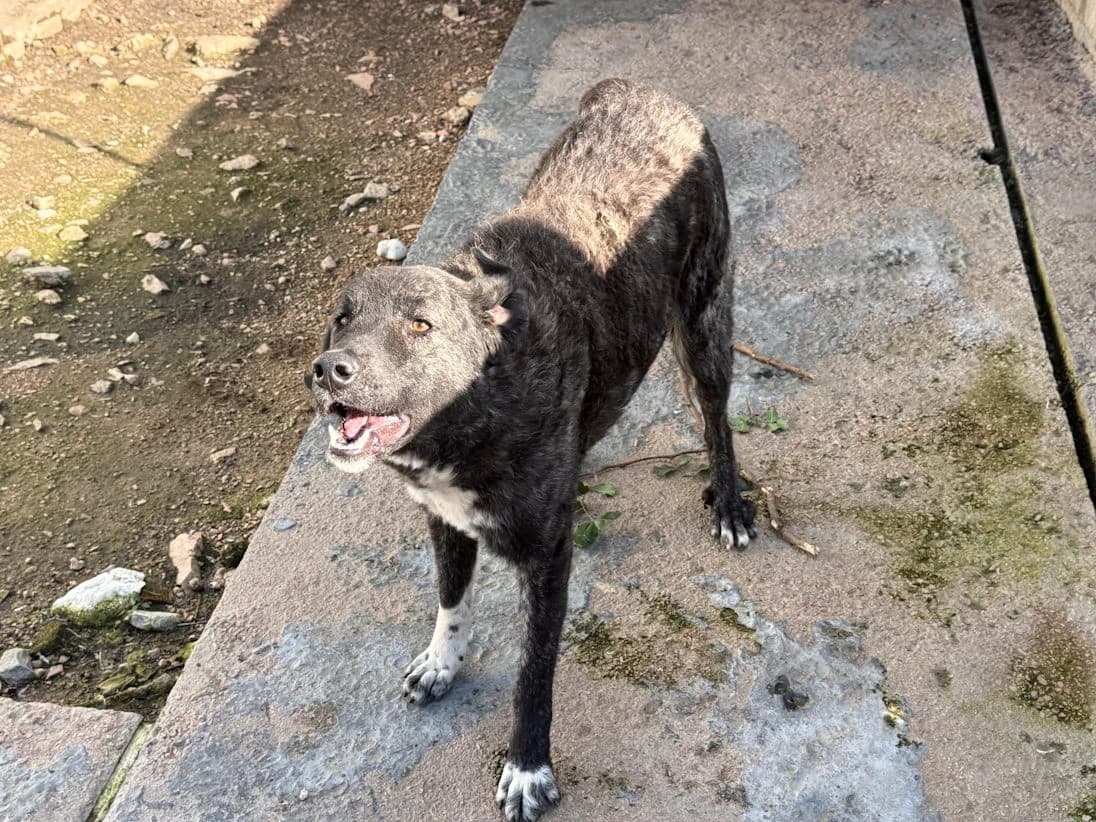 Doroty, female young Mixed Breed for adoption at SardinienHunde e.V.