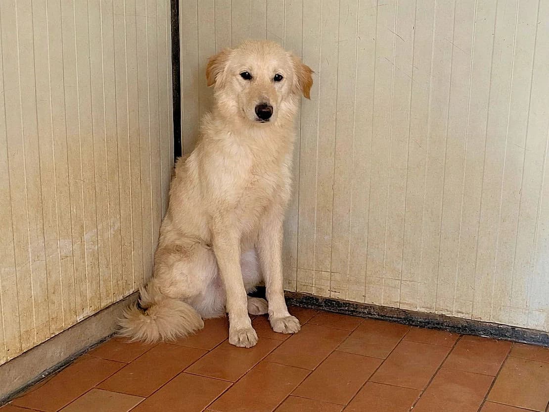 Dustin, male young Mixed Breed for adoption at SardinienHunde e.V.