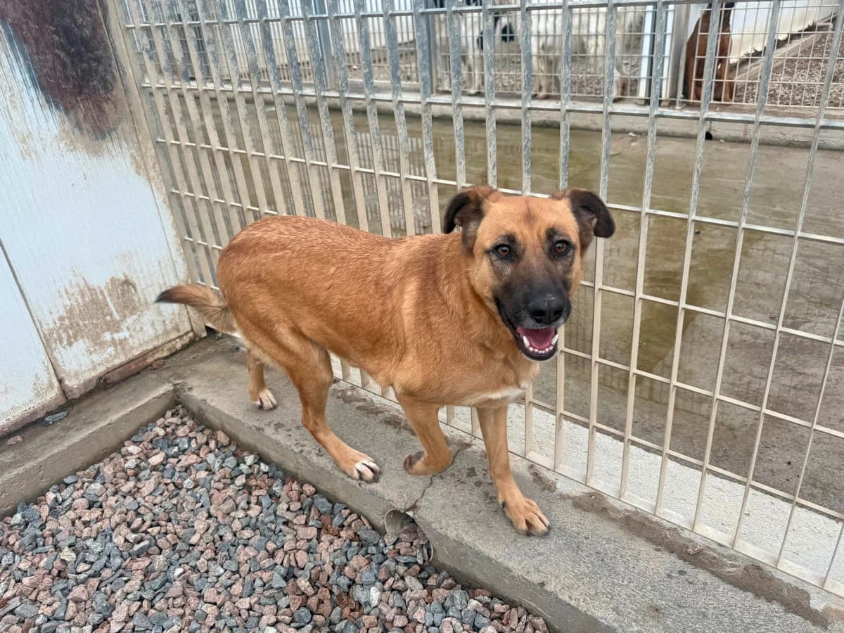 Elsa, female young Mixed Breed for adoption at SardinienHunde e.V.