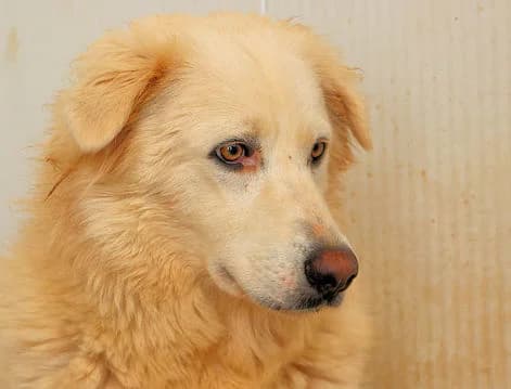 Emiliana, female 6yo Mixed Breed for adoption at SardinienHunde e.V.