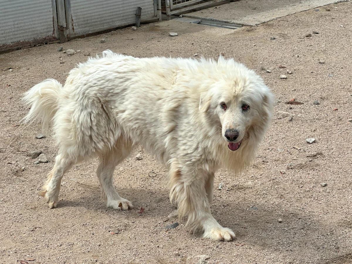 Emiliano, male 6yo Mixed Breed for adoption at SardinienHunde e.V.