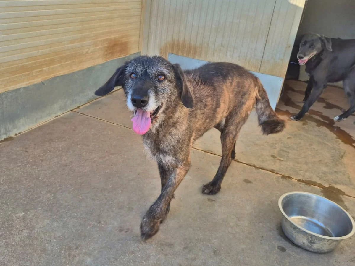 Ercole, male senior Mixed Breed for adoption at SardinienHunde e.V.