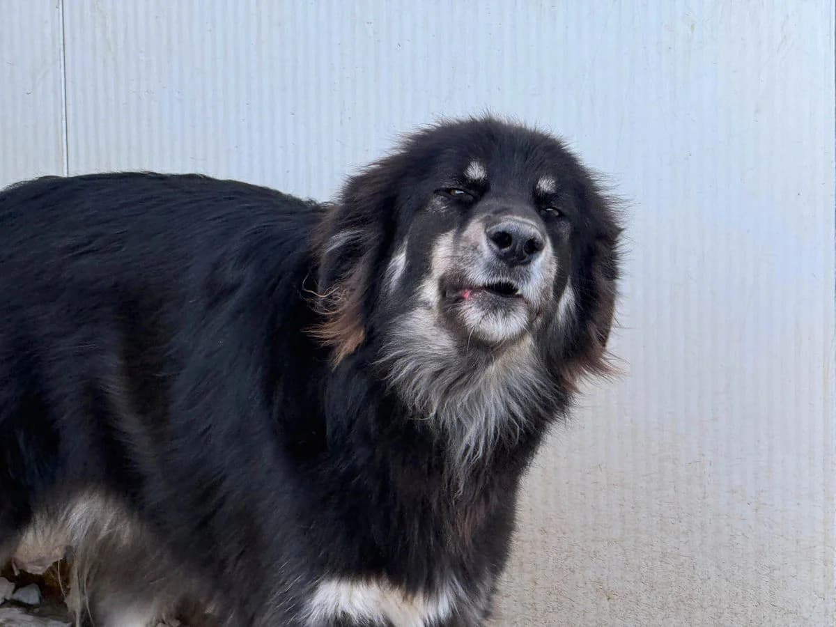 Fari, male 3yo Mixed Breed for adoption at SardinienHunde e.V.