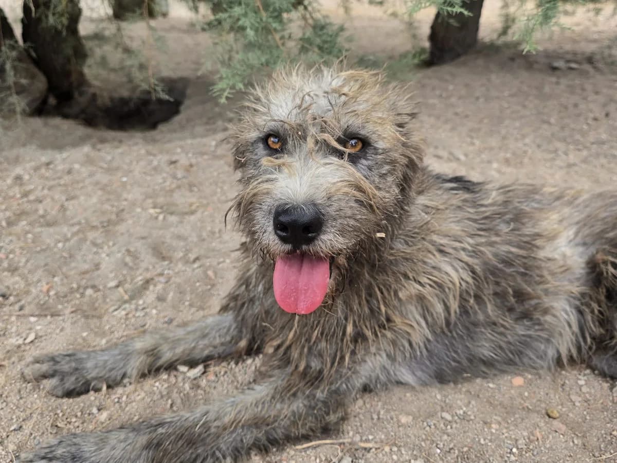 Fonnina, female young Mixed Breed for adoption at SardinienHunde e.V.