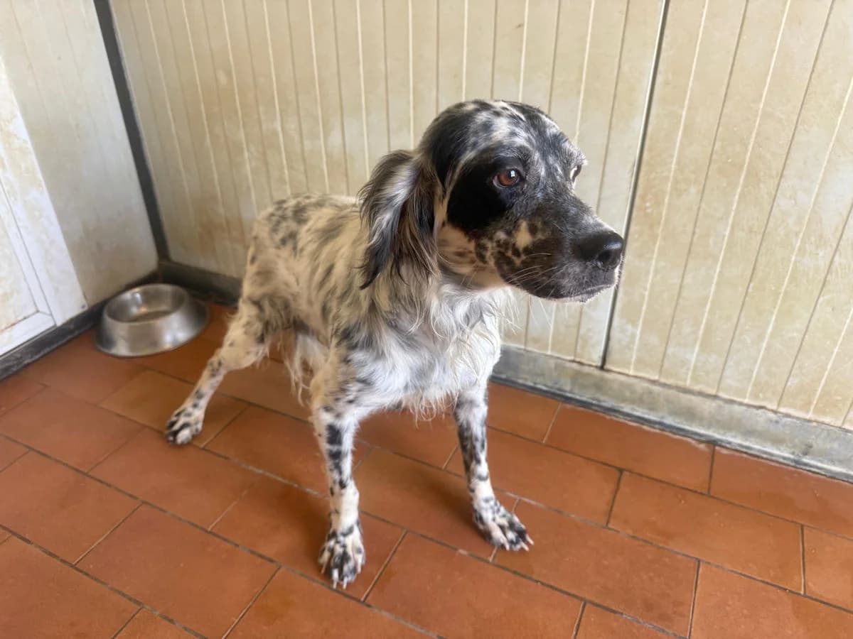 Franco, gold male young Mixed Breed for adoption at SardinienHunde e.V.