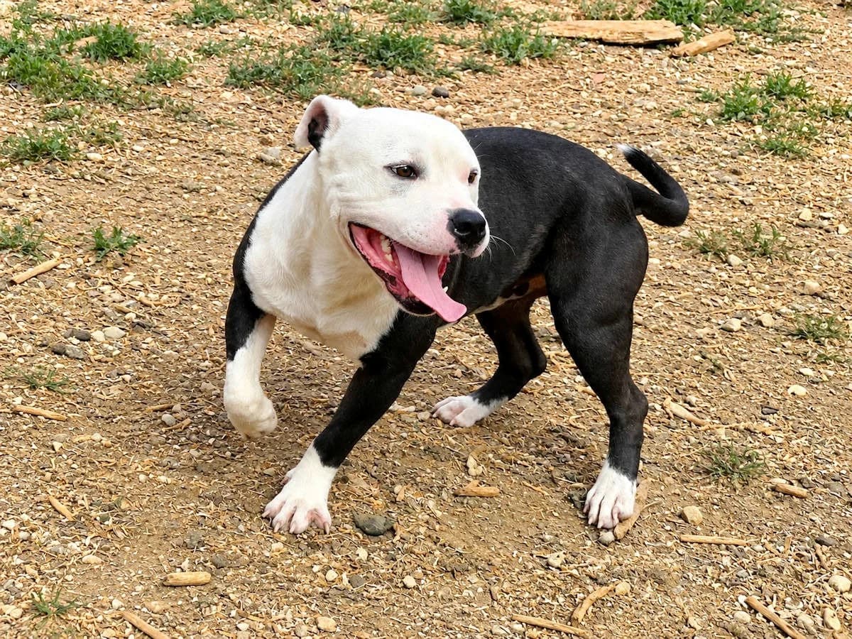 Gennaro, male young Mixed Breed for adoption at SardinienHunde e.V.