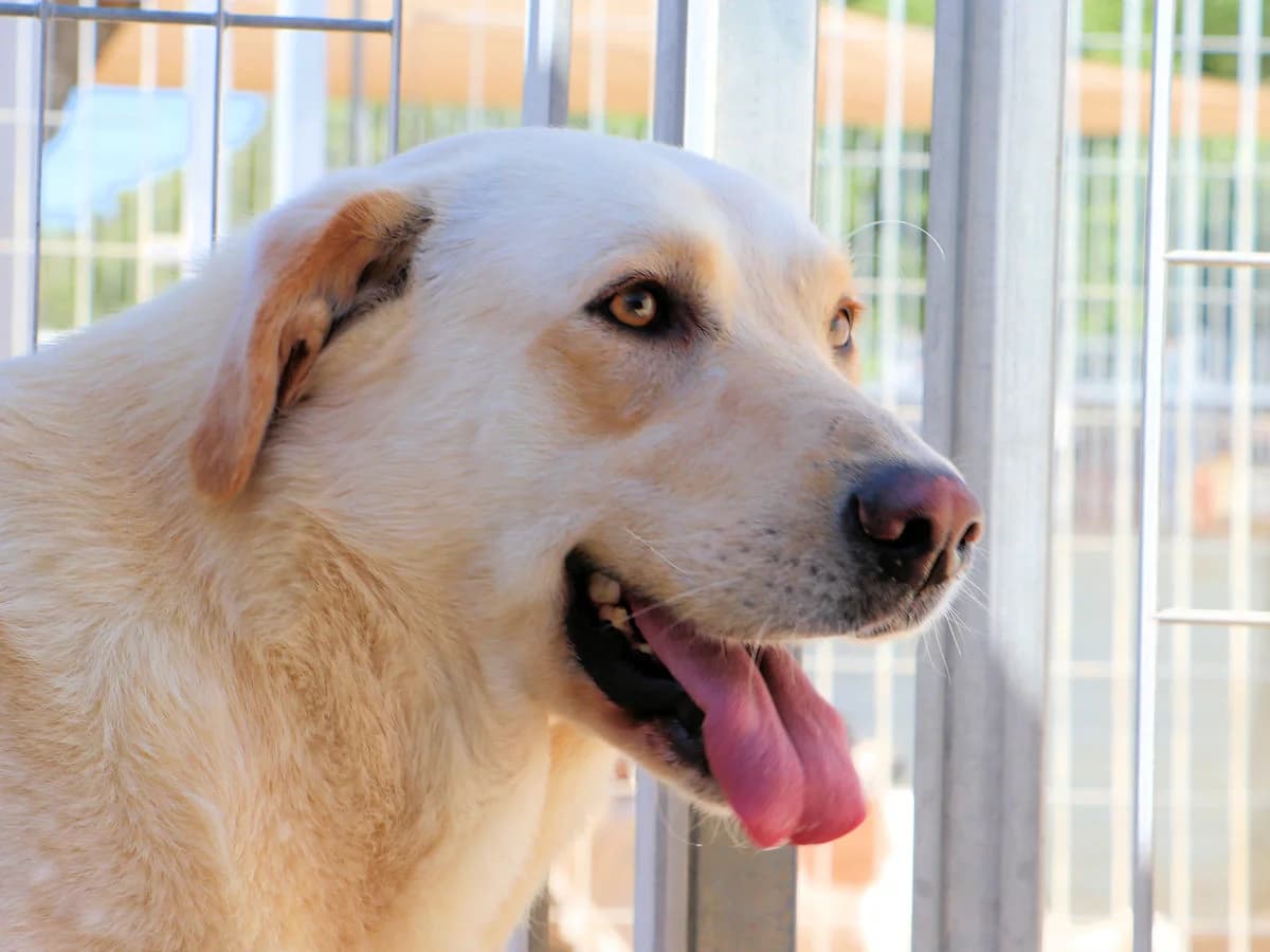 Geremia, male 5yo Mixed Breed for adoption at SardinienHunde e.V.