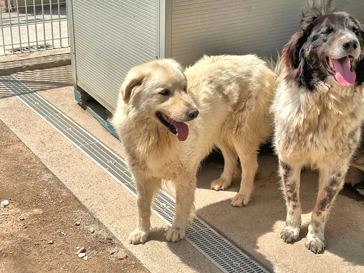 Gervaso 2, male 5yo Mixed Breed for adoption at SardinienHunde e.V.