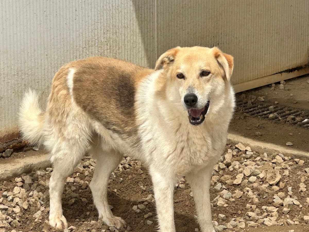 Gesus, male senior Mixed Breed for adoption at SardinienHunde e.V.