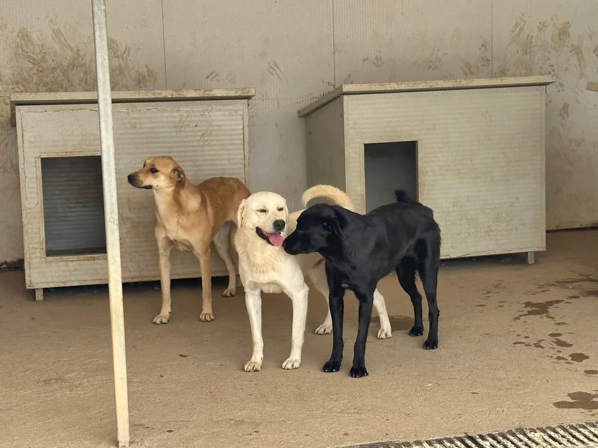 Gianni Gian, male 3yo Mixed Breed for adoption at SardinienHunde e.V.