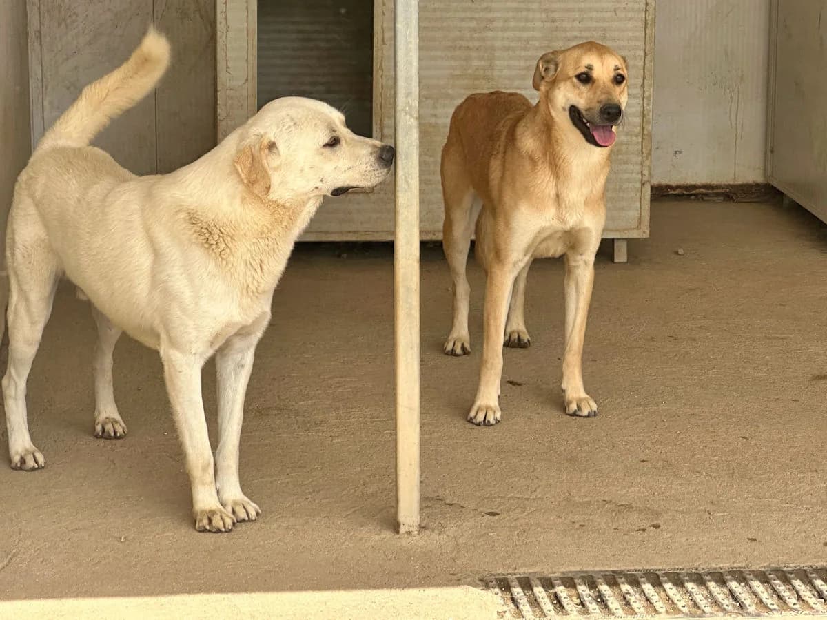 Gina, female 3yo Mixed Breed for adoption at SardinienHunde e.V.