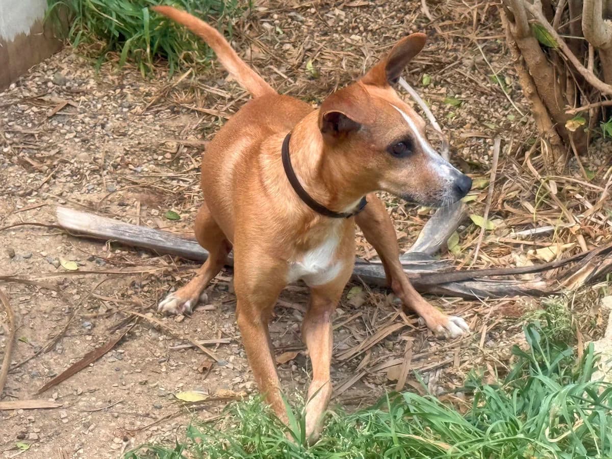 Gnocchetto, male senior Mixed Breed for adoption at SardinienHunde e.V.