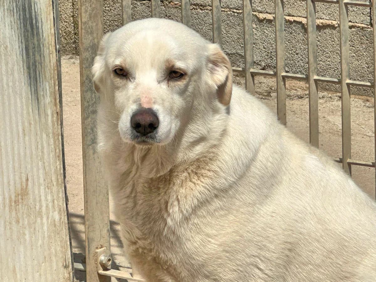 Gualtiero, male 5yo Mixed Breed for adoption at SardinienHunde e.V.