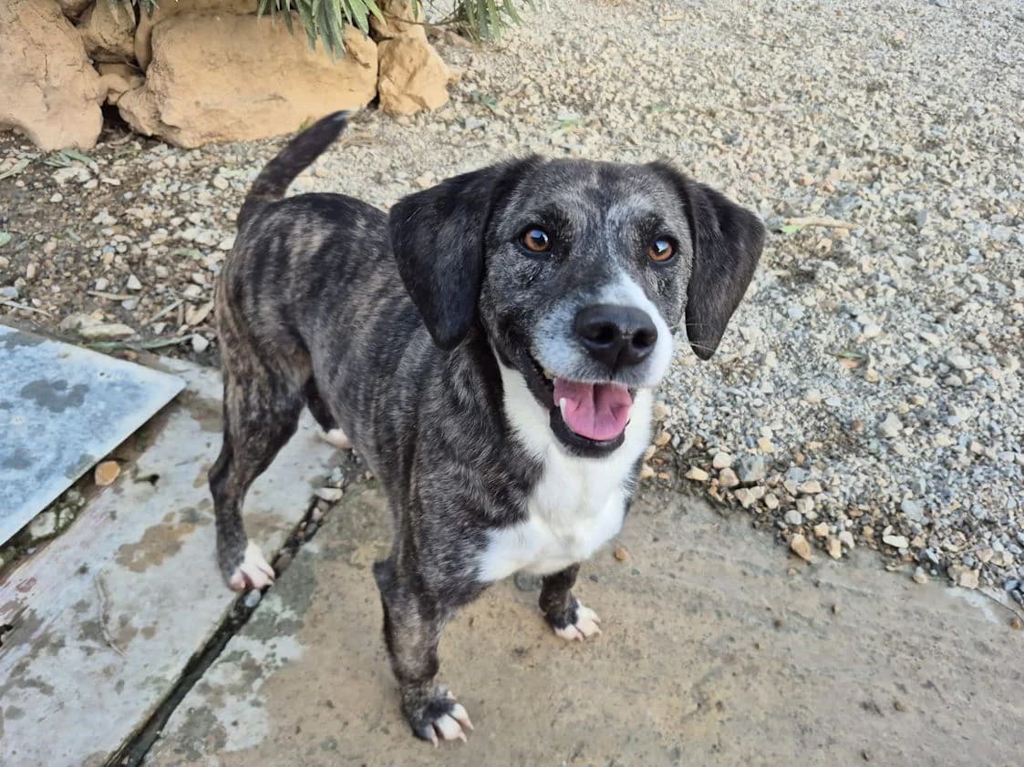 Help, female 5yo Mixed Breed for adoption at SardinienHunde e.V.