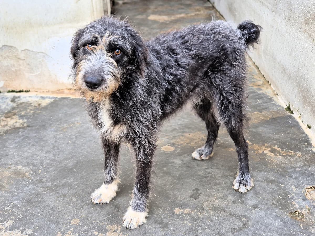 Ispide, female young Mixed Breed for adoption at SardinienHunde e.V.