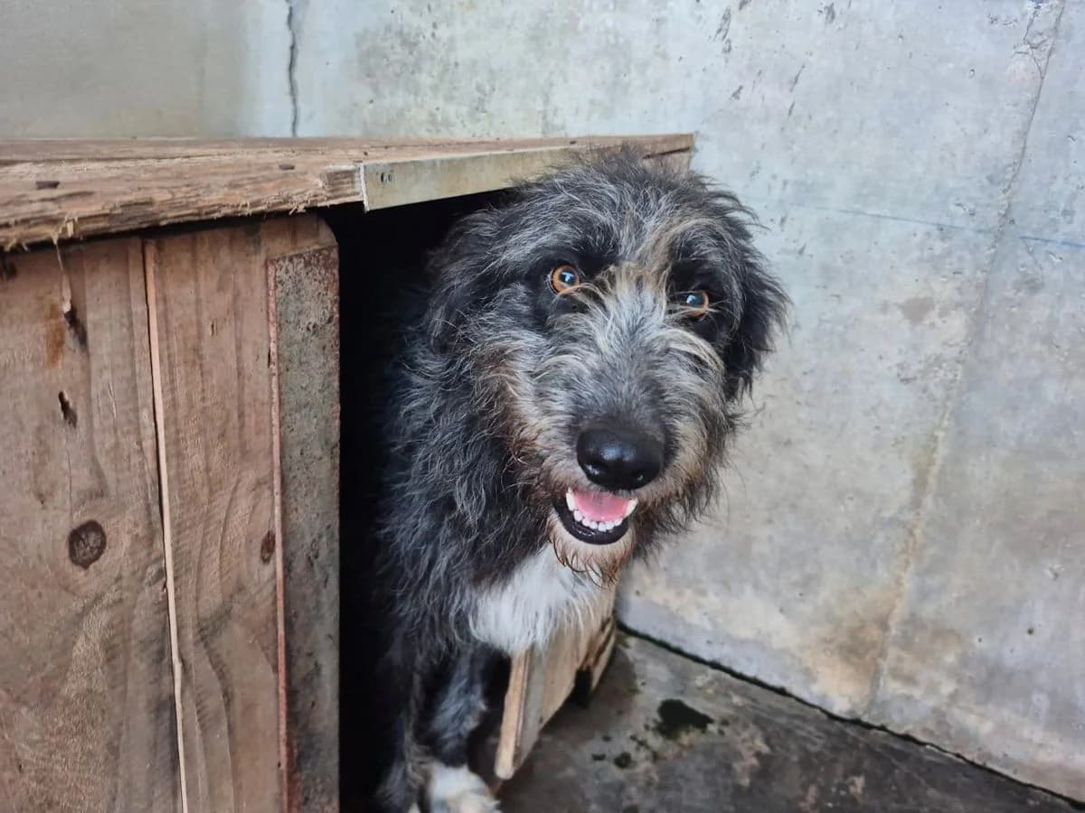 Ispide, female young Mixed Breed for adoption at SardinienHunde e.V.