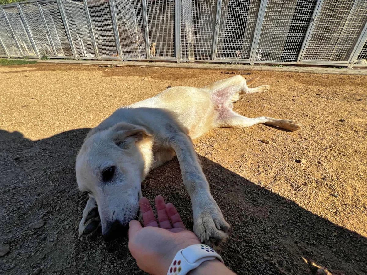 Ivo, male young Mixed Breed for adoption at SardinienHunde e.V.