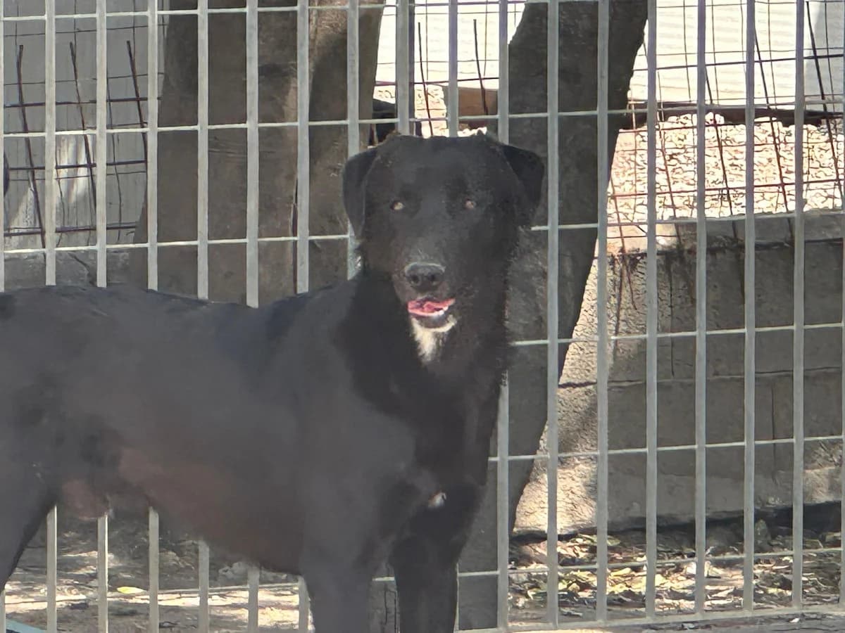 Jimmino, male young Mixed Breed for adoption at SardinienHunde e.V.