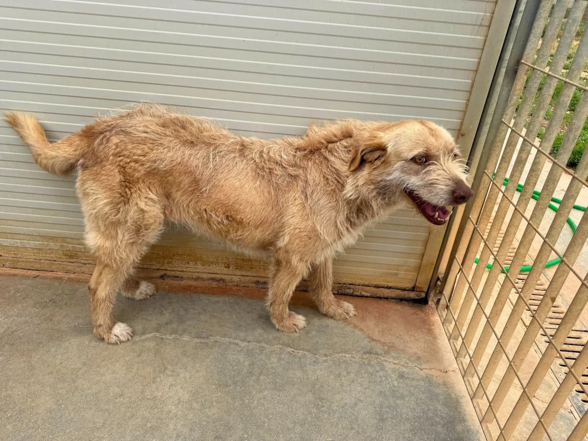 Kyla, female 3yo Mixed Breed for adoption at SardinienHunde e.V.