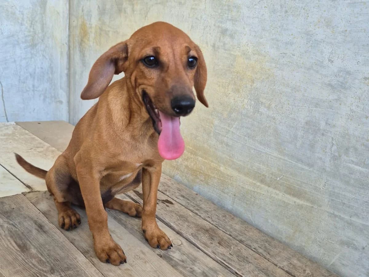 Levante, male Mixed Breed for adoption at SardinienHunde e.V.