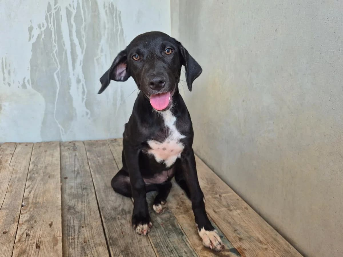 Liscia, female puppy Mixed Breed for adoption at SardinienHunde e.V.