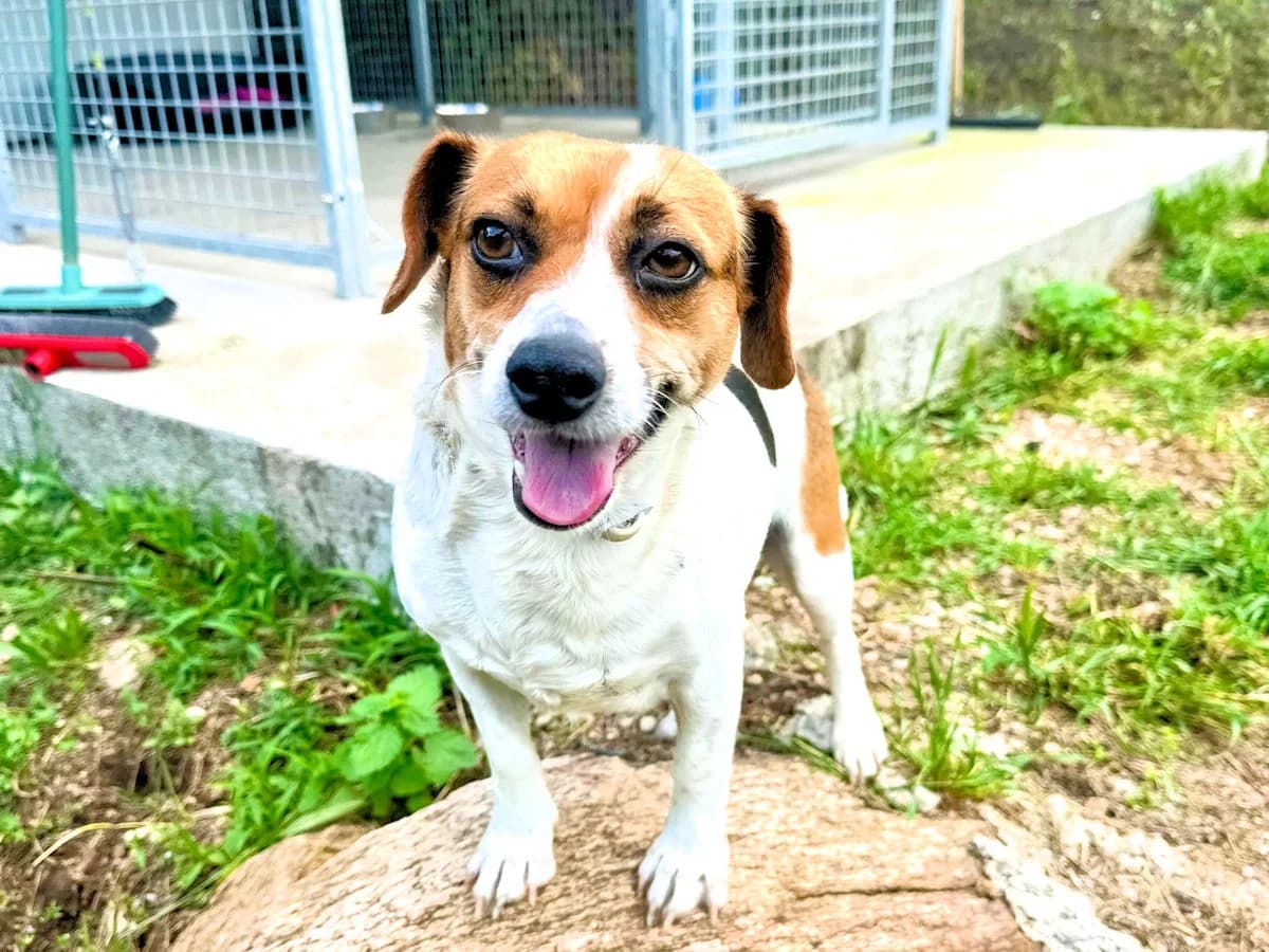 Marritza, female 3yo Mixed Breed for adoption at SardinienHunde e.V.