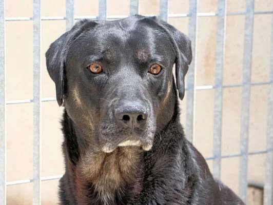 Mars, male 7yo Mixed Breed for adoption at SardinienHunde e.V.