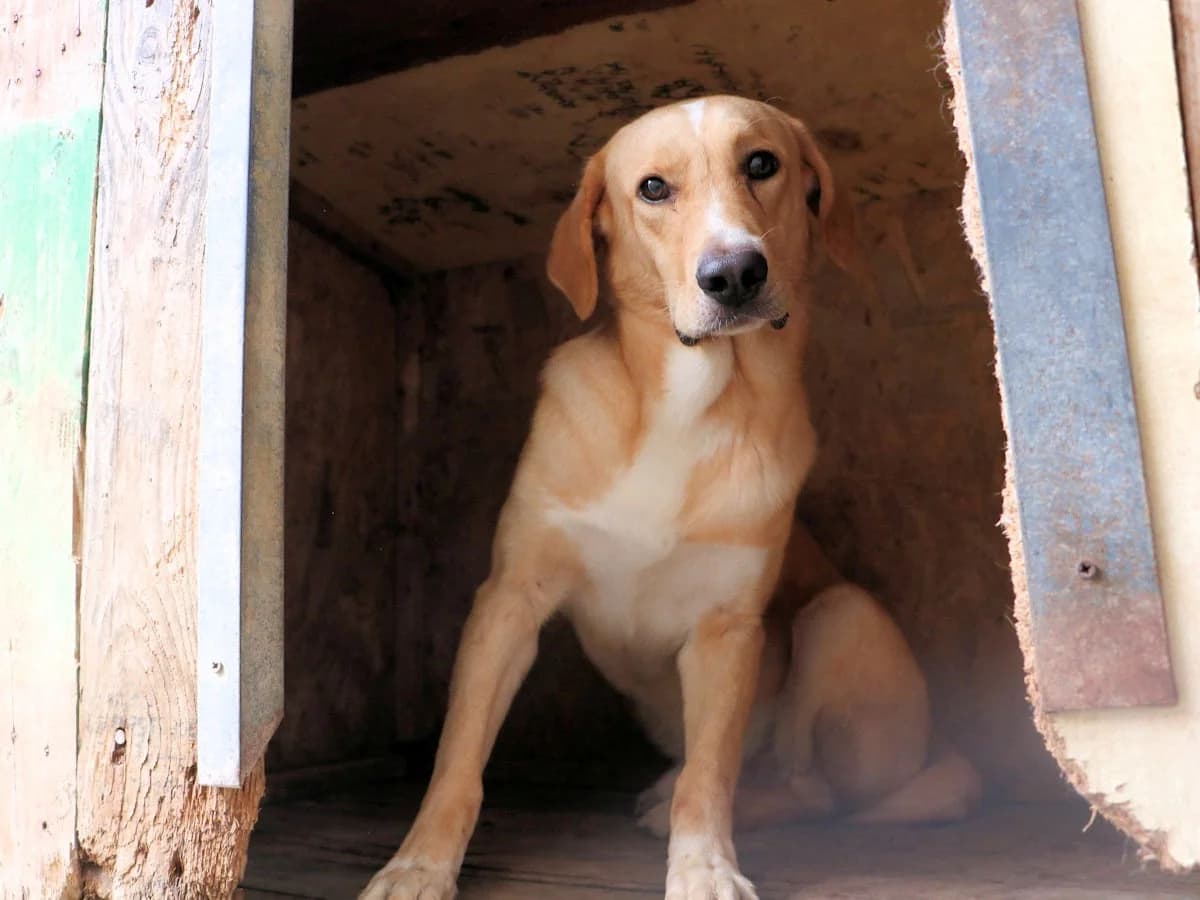 Merlo, male young Mixed Breed for adoption at SardinienHunde e.V.