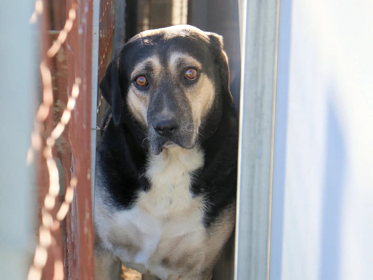 Merlot, male 7yo Mixed Breed for adoption at SardinienHunde e.V.