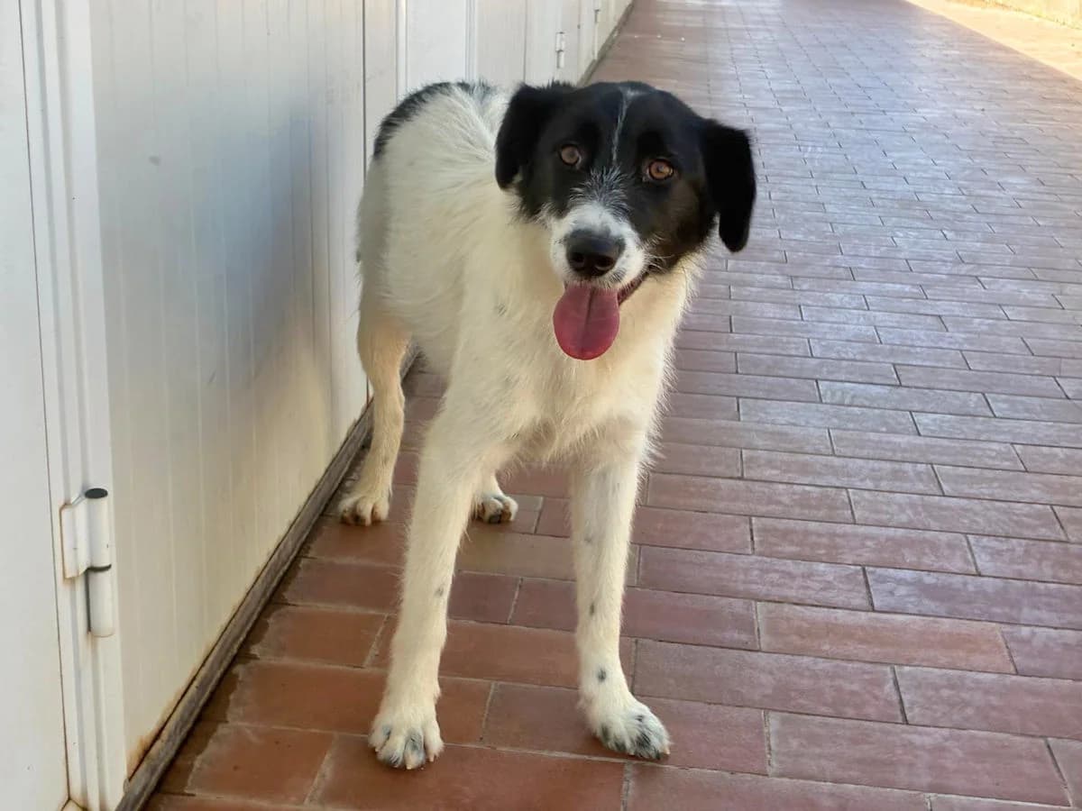 Mina, female young Mixed Breed for adoption at SardinienHunde e.V.