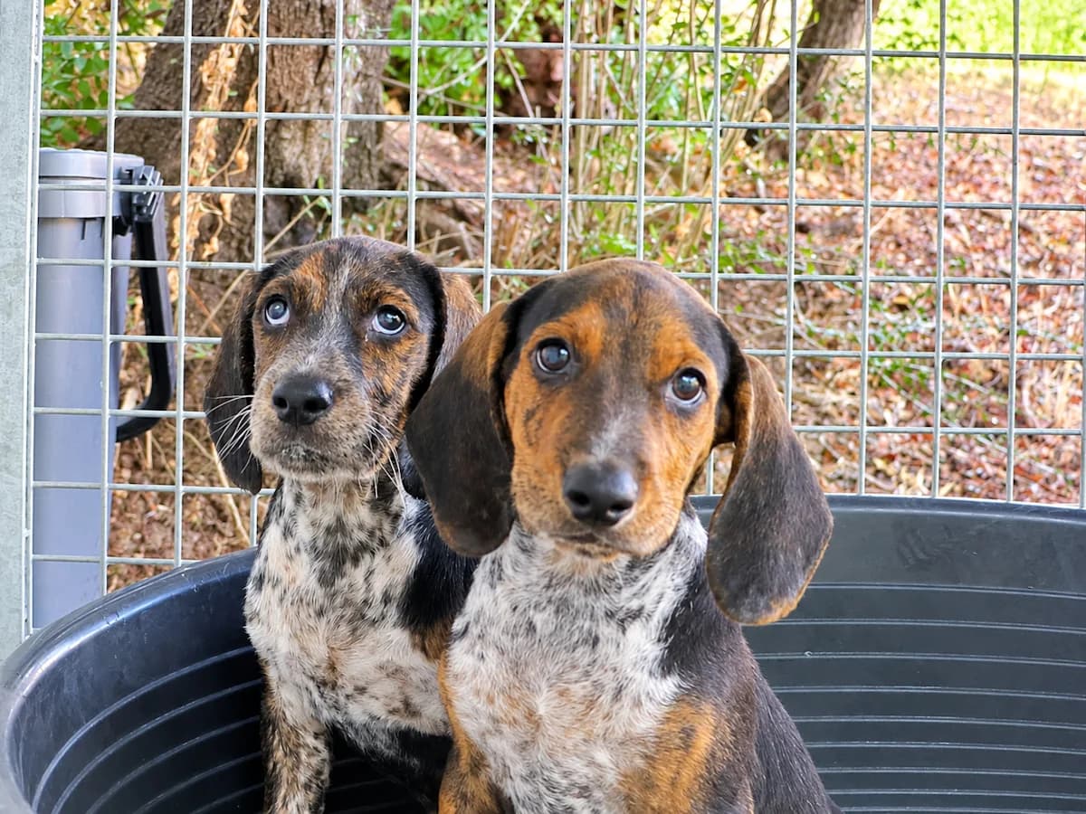 Moritz, male puppy Mixed Breed for adoption at SardinienHunde e.V.