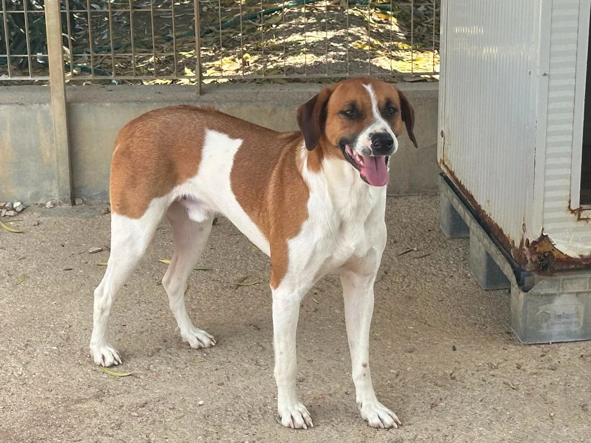 Nox, male 3yo Mixed Breed for adoption at SardinienHunde e.V.