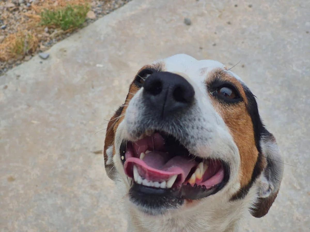 Occhiblu, female 3yo Mixed Breed for adoption at SardinienHunde e.V.