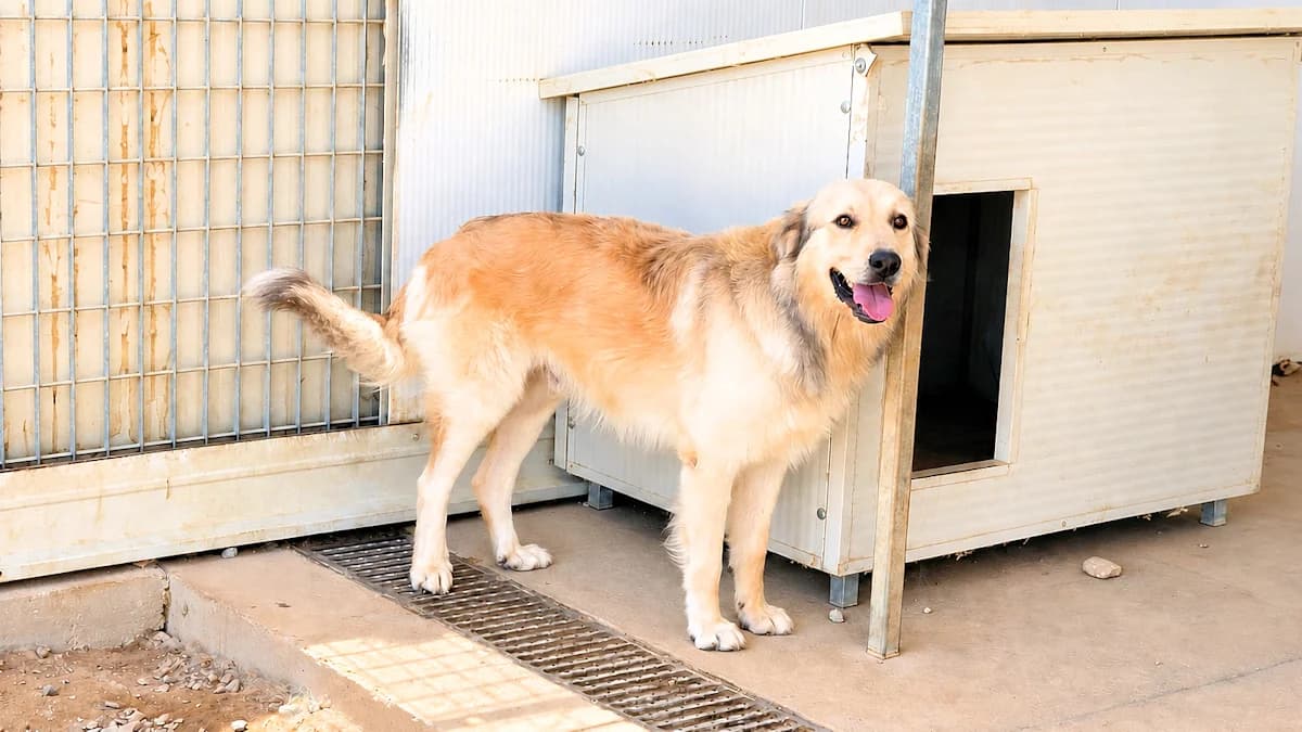 Omar, male 3yo Mixed Breed for adoption at SardinienHunde e.V.