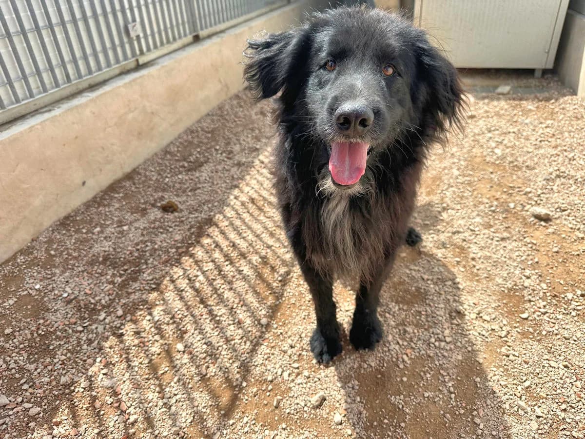 Orsetto Nero, male 4yo Mixed Breed for adoption at SardinienHunde e.V.