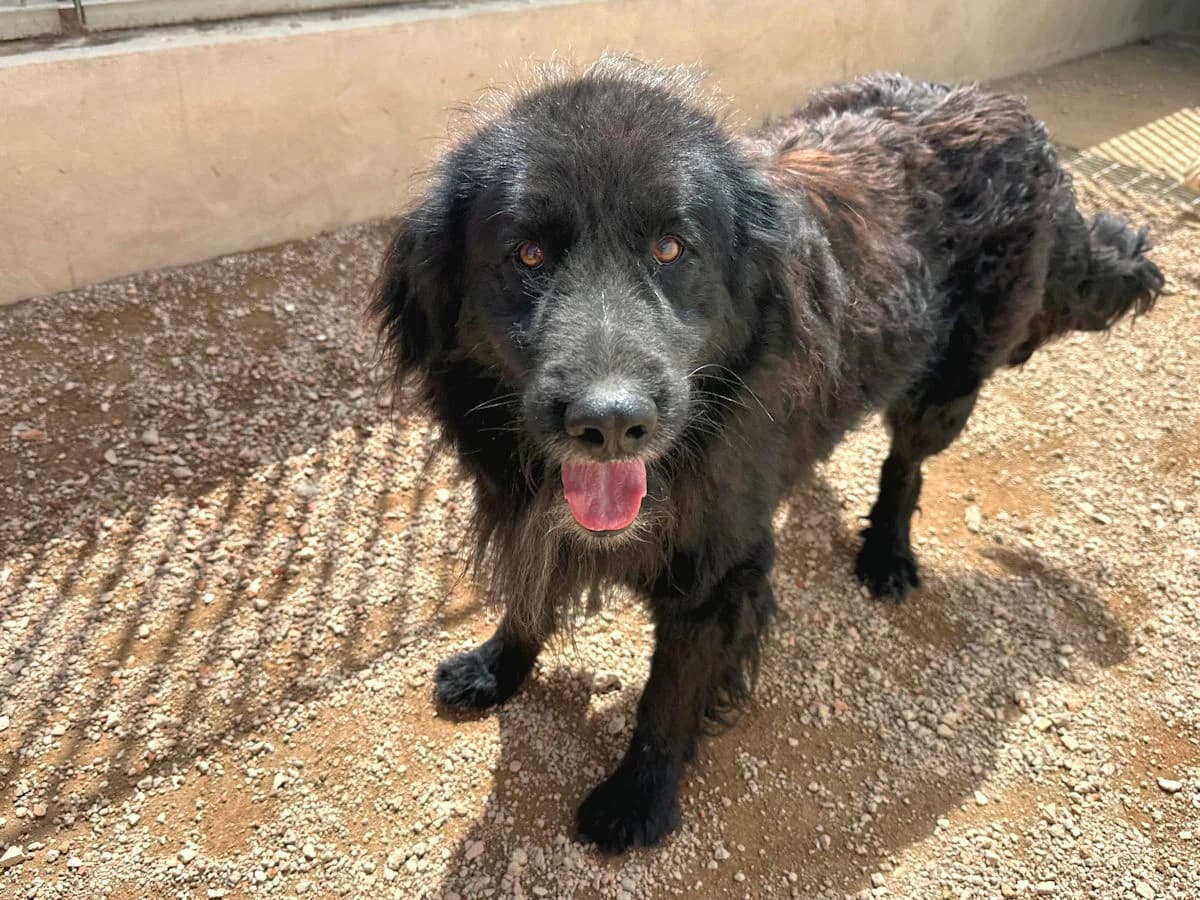 Orsetto Nero, male 4yo Mixed Breed for adoption at SardinienHunde e.V.