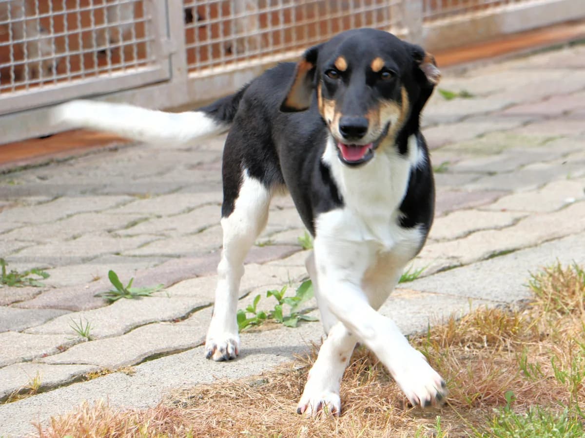 Orso, male young Mixed Breed for adoption at SardinienHunde e.V.