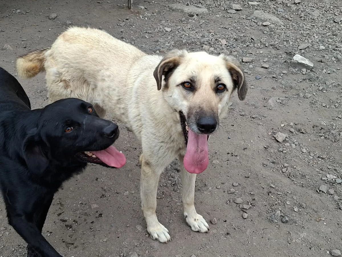 Pallina, female 3yo Mixed Breed for adoption at SardinienHunde e.V.
