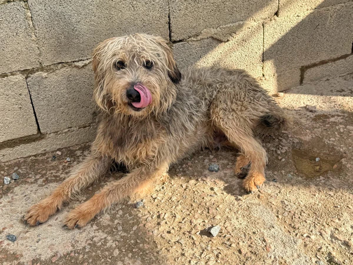 Panti, male 6yo Mixed Breed for adoption at SardinienHunde e.V.
