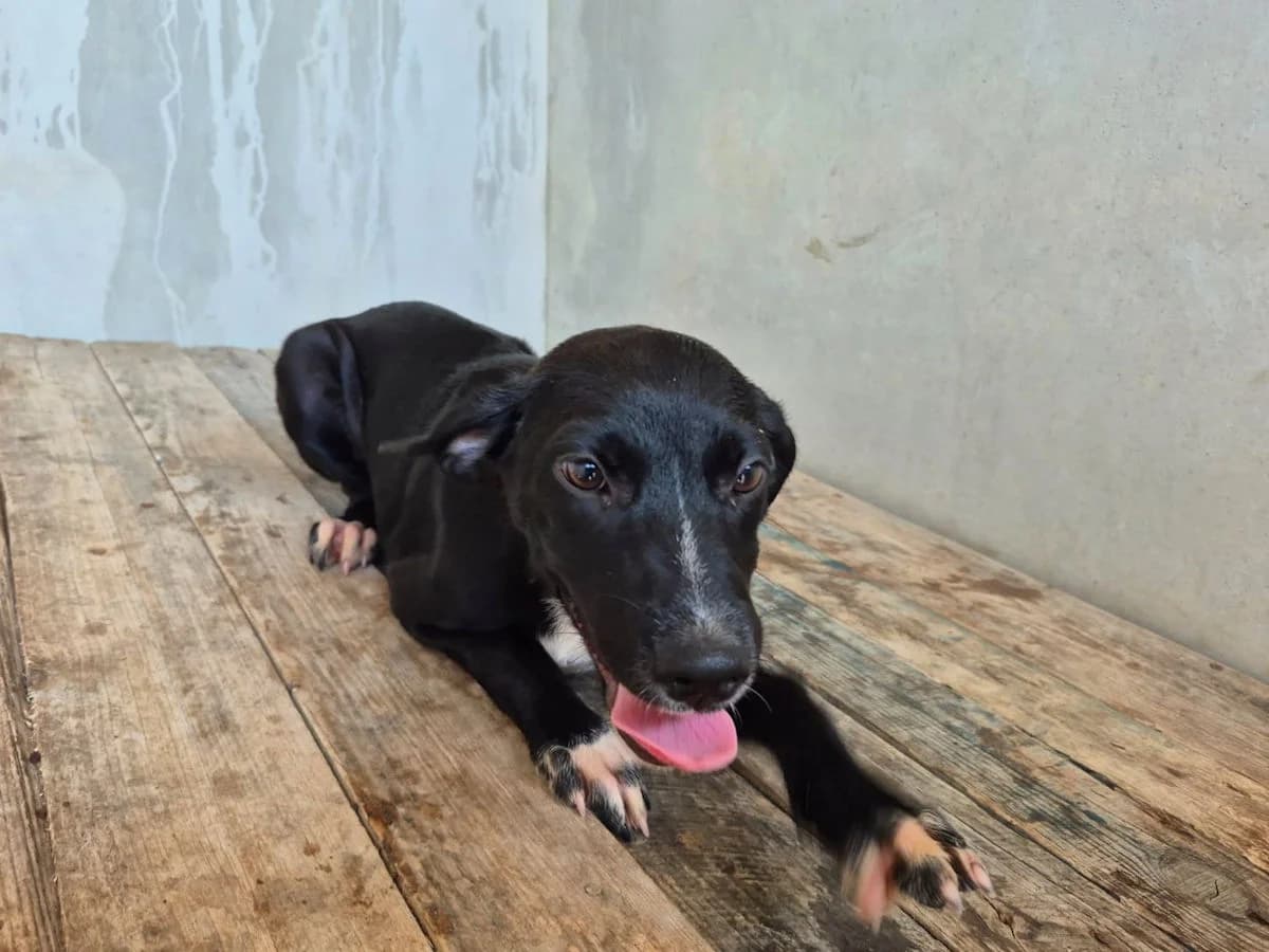 Piscinas, female puppy Mixed Breed for adoption at SardinienHunde e.V.